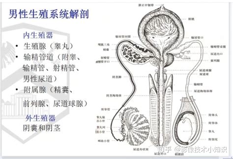 风水球 男生生殖器